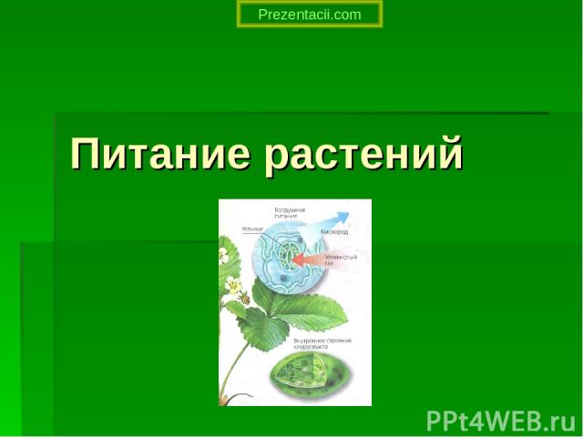Питание растений Prezentacii.com