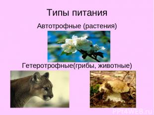 Типы питания Автотрофные (растения) Гетеротрофные(грибы, животные)
