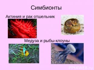 Симбионты Актиния и рак отшельник Медуза и рыбы-клоуны