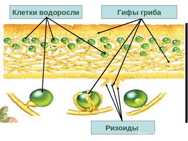 Ризоиды Клетки водоросли Гифы гриба