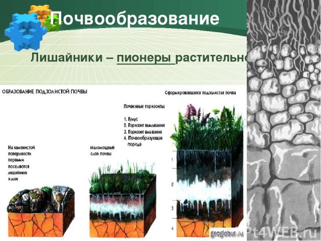 Почвообразование Лишайники – пионеры растительности