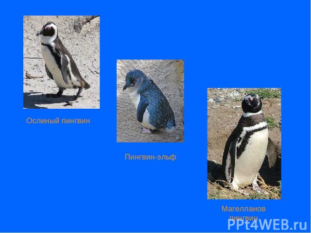 Пингвин-эльф Ослиный пингвин Магелланов пингвин