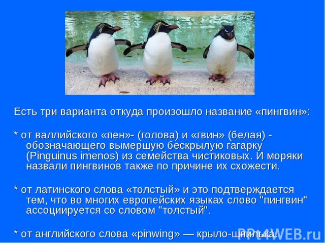 Есть три варианта откуда произошло название «пингвин»: * от валлийского «пен»- (голова) и «гвин» (белая) - обозначающего вымершую бескрылую гагарку (Pinguinus imenоs) из семейства чистиковых. И моряки назвали пингвинов также по причине их схожести. …