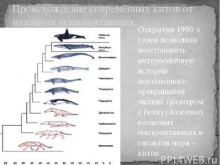 Происхождение современных китов от наземных млекопитающих. Открытия 1990-х годов