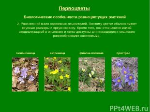 Первоцветы Биологические особенности раннецветущих растений печёночница ветрениц