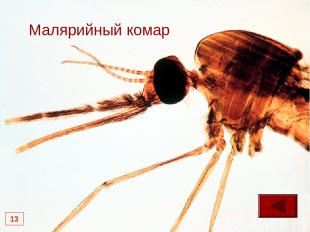 * Малярийный комар 13