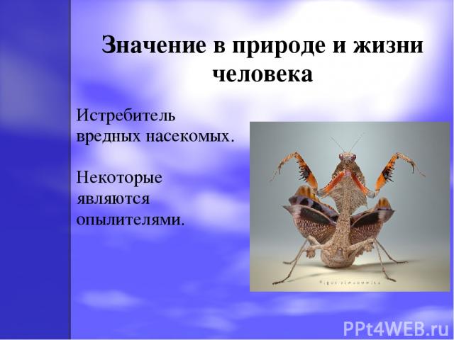 Значение в природе и жизни человека Истребитель вредных насекомых. Некоторые являются опылителями.