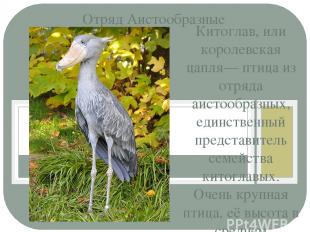 Китоглав, или королевская цапля— птица из отряда аистообразных, единственный пре