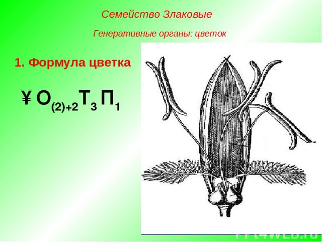↑О(2)+2Т3 П1 1. Формула цветка Семейство Злаковые Генеративные органы: цветок