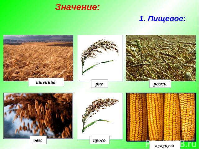 1. Пищевое: рис рожь просо овес кукуруза пшеница Значение: