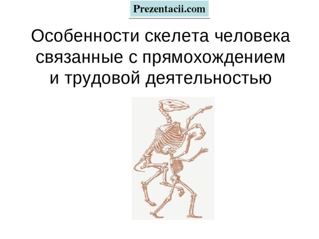 Особенности скелета человека связанные с прямохождением и трудовой деятельностью Prezentacii.com
