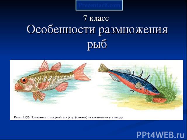 Особенности размножения рыб 7 класс Prezentacii.com