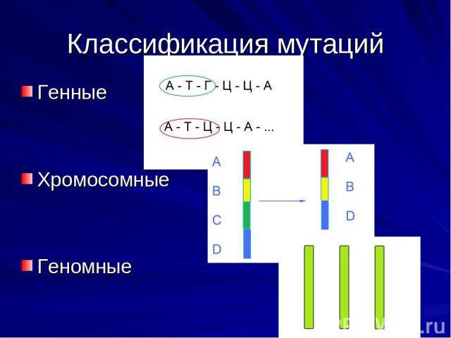 Классификация мутаций Генные Хромосомные Геномные