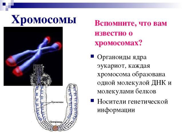 Хромосомы Органоиды ядра эукариот, каждая хромосома образована одной молекулой ДНК и молекулами белков Носители генетической информации Вспомните, что вам известно о хромосомах?