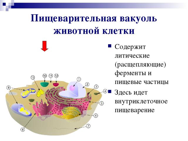 Пищеварительная вакуоль животной клетки Содержит литические (расщепляющие) ферменты и пищевые частицы Здесь идет внутриклеточное пищеварение