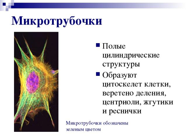 Микротрубочки Полые цилиндрические структуры Образуют цитоскелет клетки, веретено деления, центриоли, жгутики и реснички Микротрубочки обозначены зеленым цветом