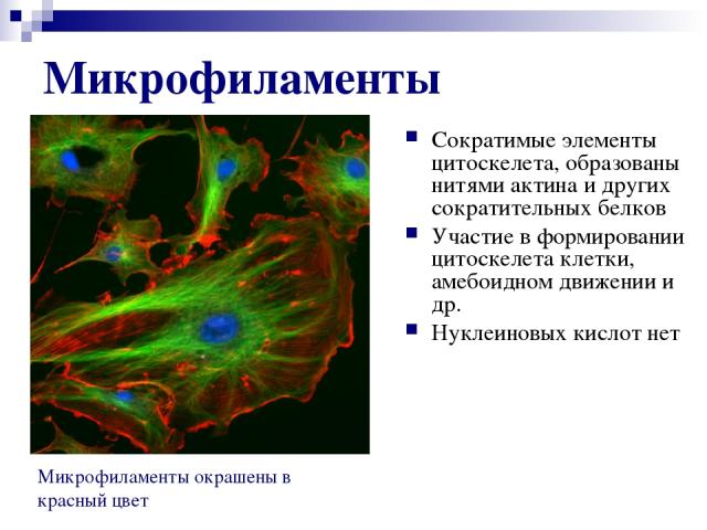 Микрофиламенты Сократимые элементы цитоскелета, образованы нитями актина и других сократительных белков Участие в формировании цитоскелета клетки, амебоидном движении и др. Нуклеиновых кислот нет Микрофиламенты окрашены в красный цвет