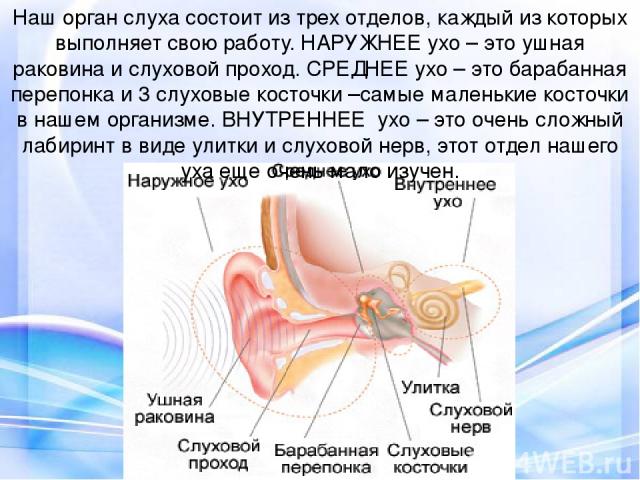 Наш орган слуха состоит из трех отделов, каждый из которых выполняет свою работу. НАРУЖНЕЕ ухо – это ушная раковина и слуховой проход. СРЕДНЕЕ ухо – это барабанная перепонка и 3 слуховые косточки –самые маленькие косточки в нашем организме. ВНУТРЕНН…