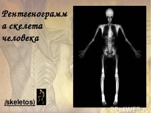 Рентгенограмма скелета человека (skeletos)