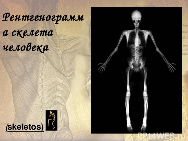 Рентгенограмма скелета человека (skeletos)