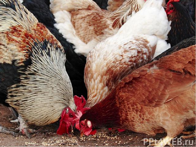 Одомашненные птицы Домашняя курица— самый многочисленный и распространённый вид домашней птицы. Человеком выведено большое количество разнообразных пород кур. Разводят их ради мяса и яиц, кроме того, от них получают перо и пух.