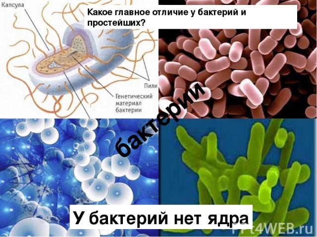 бактерии У бактерий нет ядра Какое главное отличие у бактерий и простейших?
