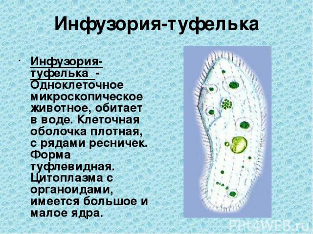 Инфузория-туфелька Инфузория-туфелька - Одноклеточное микроскопическое животное, обитает в воде. Клеточная оболочка плотная, с рядами ресничек. Форма туфлевидная. Цитоплазма с органоидами, имеется большое и малое ядра.