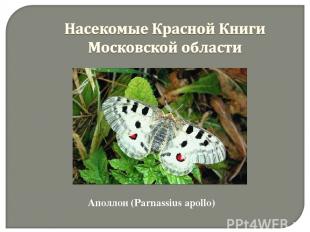 Аполлон (Parnassius apollo)