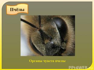 Пчёлы Органы чувств пчелы
