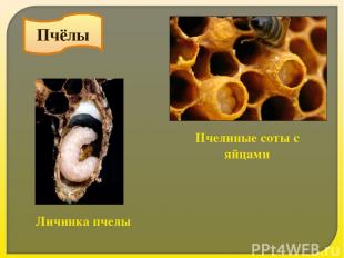 Пчёлы Пчелиные соты с яйцами Личинка пчелы