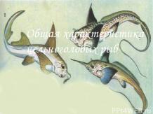 Общая характеристика цельноголовых рыб
