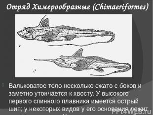 Отряд Химерообразные (Chimaeriformes) Вальковатое тело несколько сжато с боков и