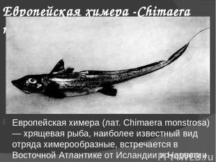 Европейская химера -Chimaera monstrosa Европейская химера (лат. Chimaera monstro