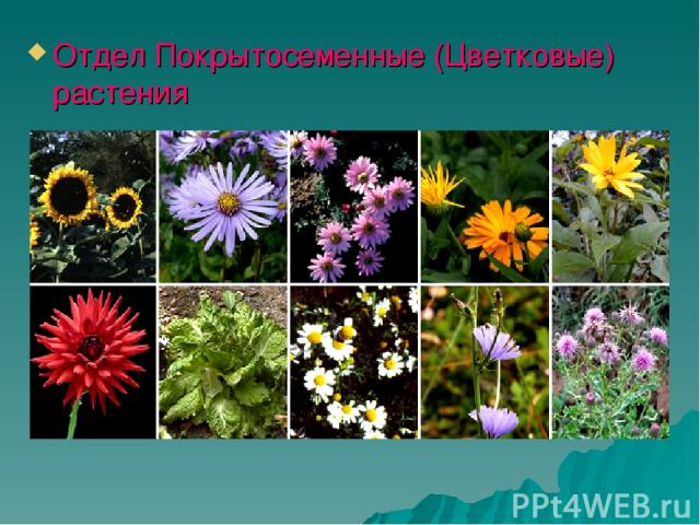 Отдел Покрытосеменные (Цветковые) растения