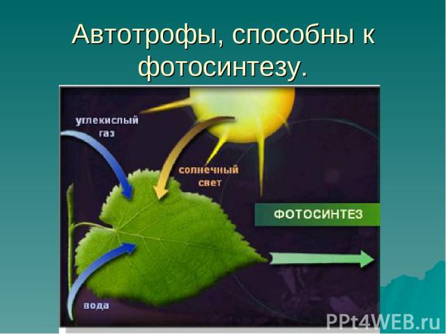 Автотрофы, способны к фотосинтезу.