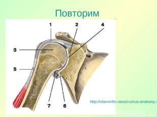 Повторим http://vitamin0v.narod.ru/rus-anatomy-skeleton-upper_extremity-11941.ht