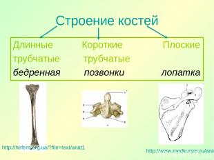 Строение костей Длинные Короткие Плоские трубчатые трубчатые бедренная позвонки