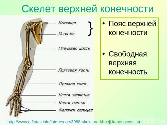 http://www.otfintes.info/interesnoe/3988-skelet-verkhnejj-konechnosti.html Пояс верхней конечности Свободная верхняя конечность Скелет верхней конечности }