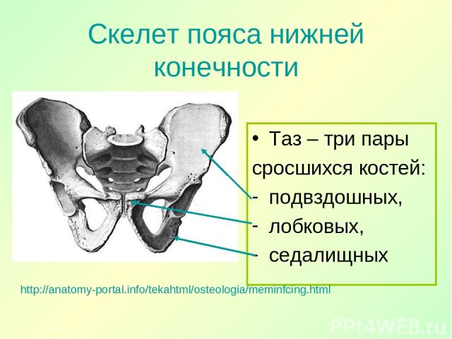 Скелет пояса нижней конечности Таз – три пары сросшихся костей: подвздошных, лобковых, седалищных http://anatomy-portal.info/tekahtml/osteologia/meminfcing.html