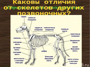 Строение скелета млекопитающих