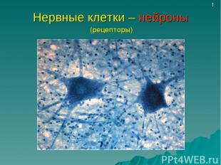 Нервные клетки – нейроны (рецепторы) 1