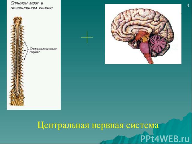 Центральная нервная система 4