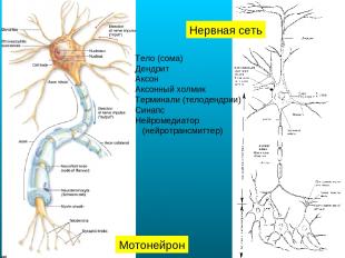 Нервная сеть Мотонейрон Тело (сома) Дендрит Аксон Аксонный холмик Терминали (тел