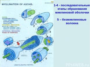 1-4 - последовательные этапы образования миелиновой оболочки 5 – безмиелиновые в