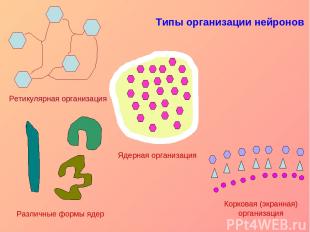 Типы организации нейронов