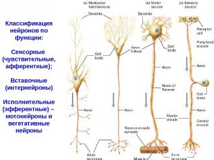 Классификация нейронов по функции: Сенсорные (чувствительные, афферентные); Вста