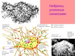 Нейроны, усеянные синапсами