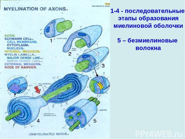 1-4 - последовательные этапы образования миелиновой оболочки 5 – безмиелиновые волокна