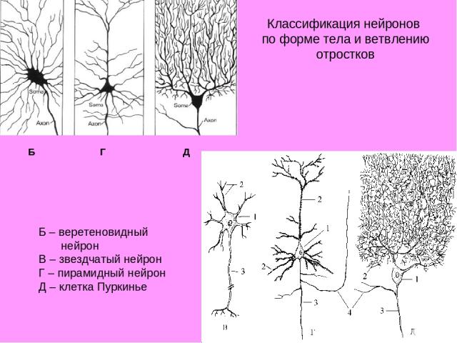 Б – веретеновидный нейрон В – звездчатый нейрон Г – пирамидный нейрон Д – клетка Пуркинье Б Г Д Классификация нейронов по форме тела и ветвлению отростков