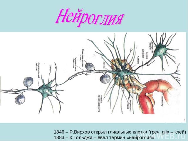 1846 – Р.Вирхов открыл глиальные клетки (греч. glia – клей) 1883 – К.Гольджи – ввел термин «нейроглия»